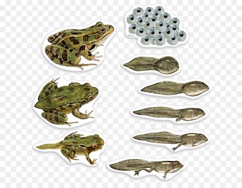 Frog Butterfly Biological life cycle Biology Amphibian - tadpole 