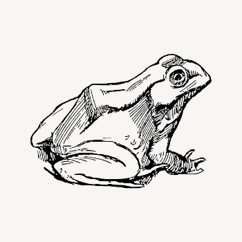 Frog clipart, drawing illustration vector. | Free Vector Illustration - rawpixel