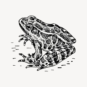 Frog clipart, vintage illustration vector. | Free Vector Illustration - rawpixel