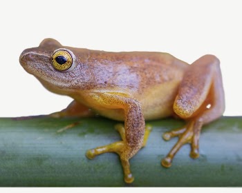 Frog collage element, animal isolated | Free PSD - rawpixel