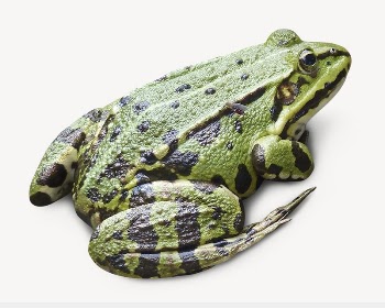 Frog collage element psd | Free PSD - rawpixel
