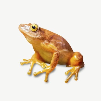 Frog collage element psd | Free PSD - rawpixel