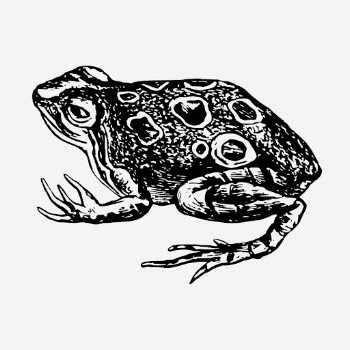 Frog drawing, animal vintage illustration | Free PSD - rawpixel