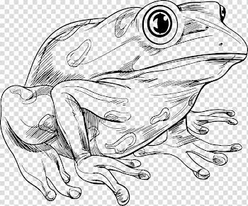 Frog , Hand-painted lines frogs transparent background PNG clipart