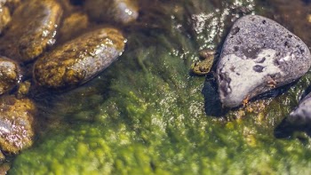 Frog In Stream