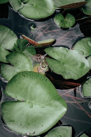 frog on body of water surrounded by water lilies