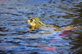 Frog on Water Body