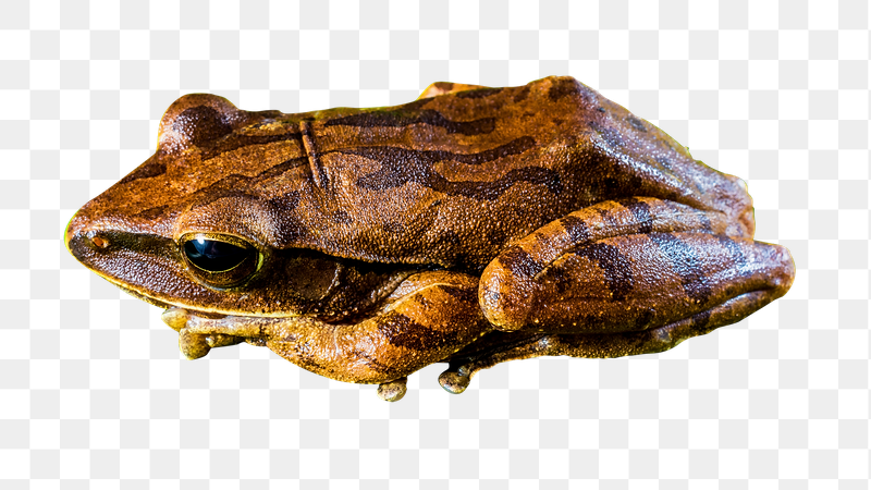 Frog png animal sticker, transparent | Free PNG - rawpixel