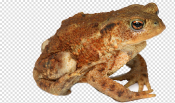 Frog PNG Image Transparent