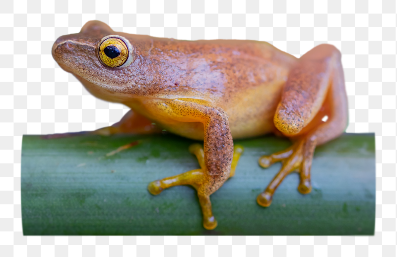 Frog png sticker, animal image, | Free PNG - rawpixel