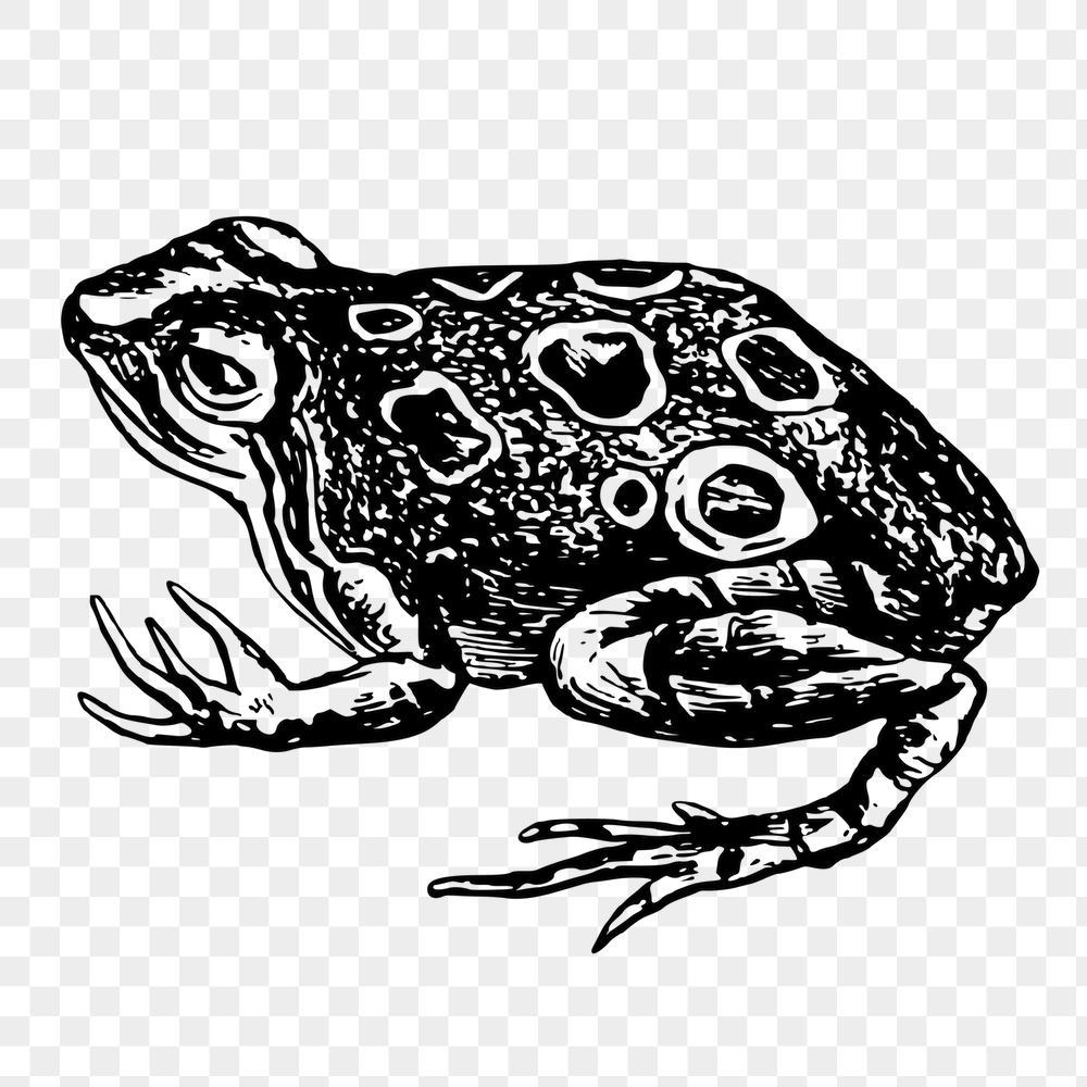 Frog png sticker, animal vintage | Free PNG - rawpixel