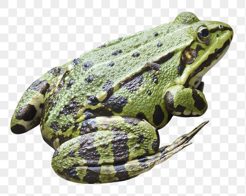 Frog png sticker, transparent background | Free PNG - rawpixel