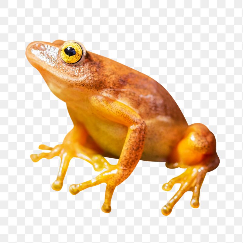Frog png sticker, transparent background | Free PNG - rawpixel
