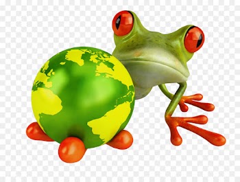 frog tree frog agalychnis tree frog green