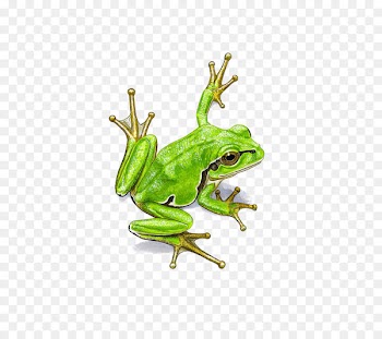 frog Watercolor painting - Watercolor frogs 