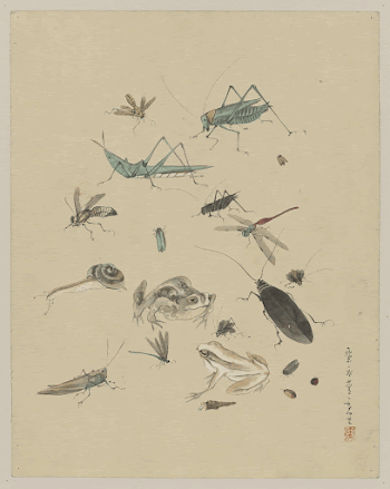 [Frogs, snails, and insects, including | Free Photo - rawpixel