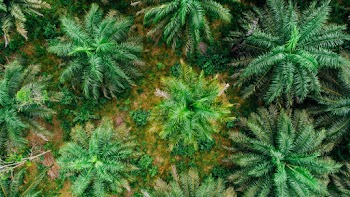 From Above Photo Of The Canopy Of Palm Trees