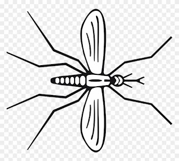 From Southern Medical University - Spider