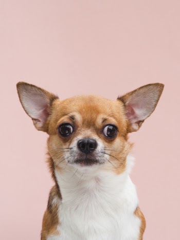 Front view cute chihuahua puppy with alerted ears Free Photo