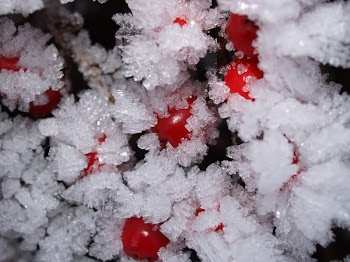 Frosted Fruits