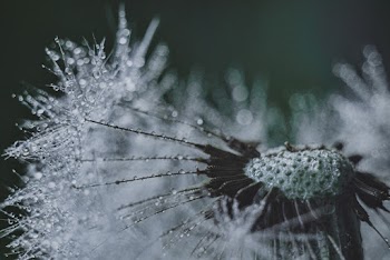 Frosted Green Flower