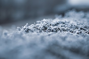 Frosted Plants