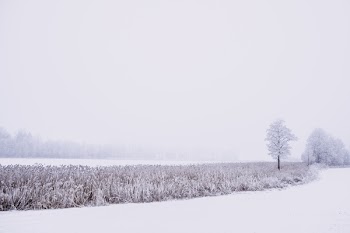 Frosted reed at a frozen lake