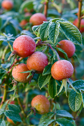 Frosted Rosehips in Morning Light