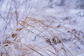 Frosted wildgrass