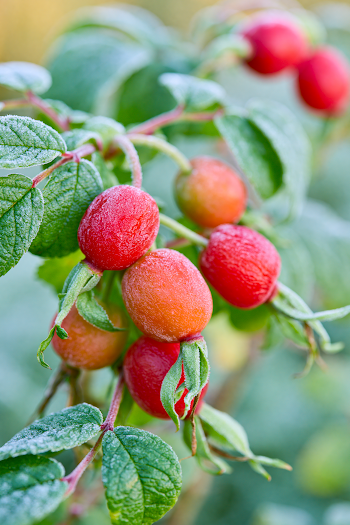 Frosty Rosehips in Morning Light