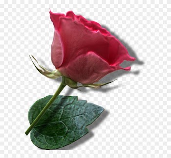 Frou - Garden Roses
