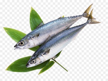 Frozen food Fish Atlantic mackerel - Two grass carp 