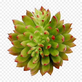 Fruit -  
