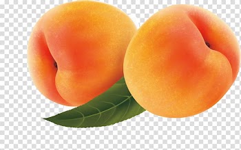 Fruit Apricot Peach, apricot transparent background PNG clipart