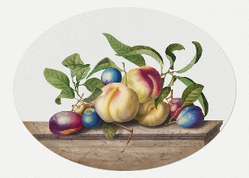 Fruit Arrangement: Peaches and Plums | Free Photo Illustration - rawpixel