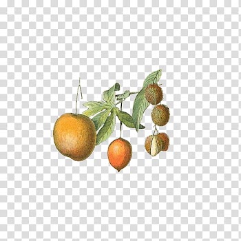 Fruit, assorted fruits art transparent background PNG clipart