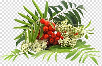 Fruit Autumn Auglis Fruchtsaft Berry, others transparent background PNG clipart