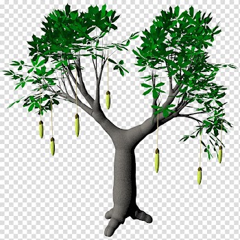 Fruit Baobab Adansonia TIF, green-leafed tree illustration transparent background PNG clipart