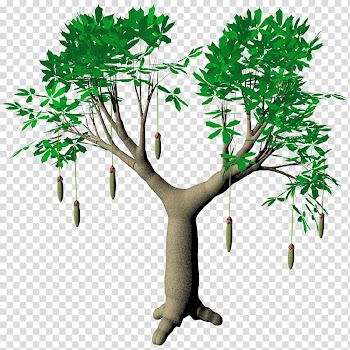 Fruit Baobab Adansonia TIF, green leafed tree transparent background PNG clipart