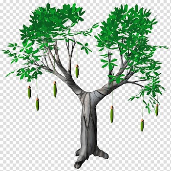 Fruit Baobab Adansonia TIF, green leafed tree transparent background PNG clipart