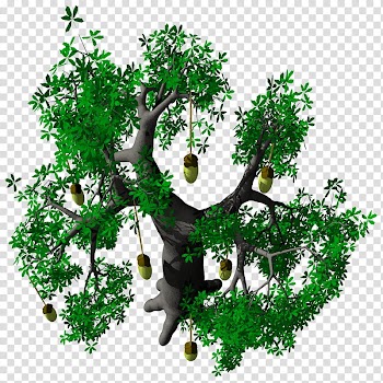 Fruit Baobab Adansonia TIF, green tree transparent background PNG clipart