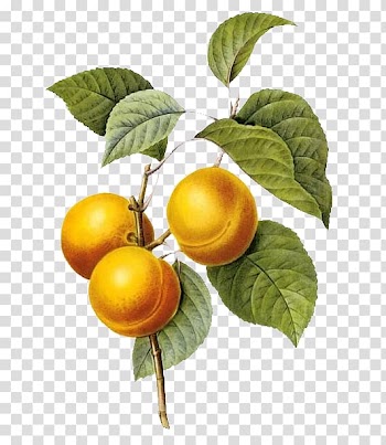 Fruit bearing plant, Fruits And Flowers Botanical illustration Botany Printmaking, Foreign masters painted apricots transparent background PNG clipart