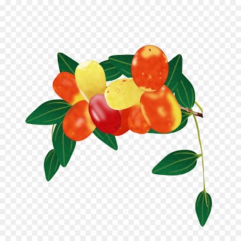 Fruit Date palm - Dates 
