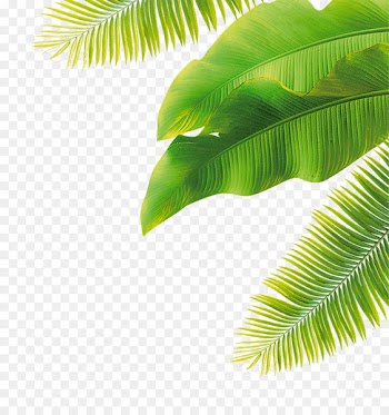 Fruit Flower - green leaves 