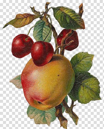 Fruit Free content Apple , Renaissance-style hand-painted apples and cherries transparent background PNG clipart