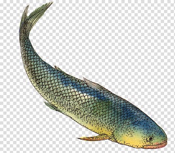 Fruit, green fish illustration transparent background PNG clipart