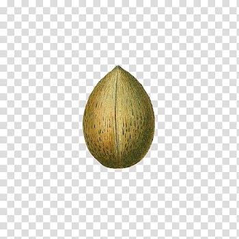 Fruit, green fruit illustration transparent background PNG clipart