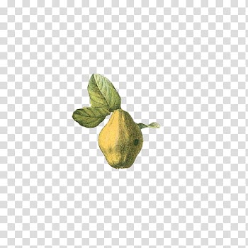 Fruit, green fruit illustration transparent background PNG clipart