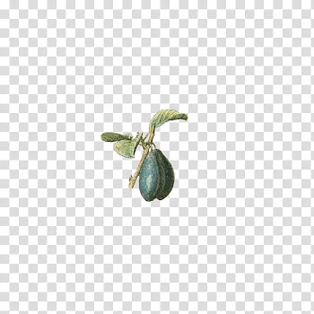 Fruit, green fruit transparent background PNG clipart