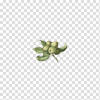Fruit, green fruits and leaves artwork \ transparent background PNG clipart
